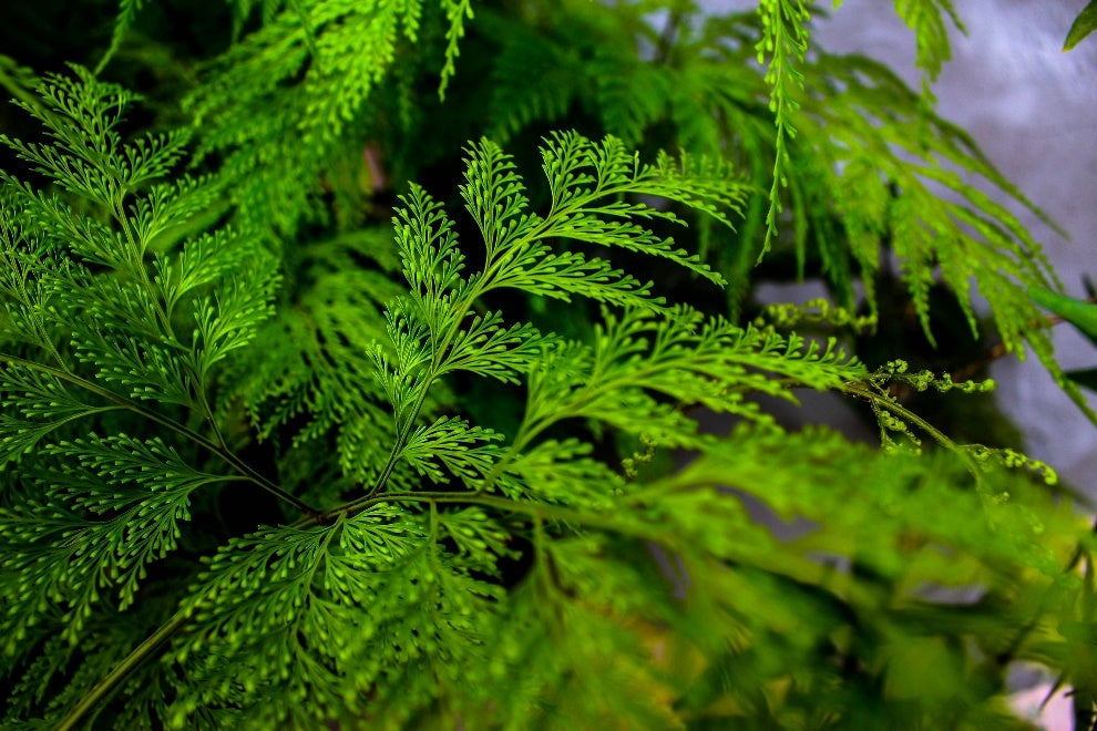 Designing with Dwarf Evergreen Trees: Tips for a Year-Round Green Garden