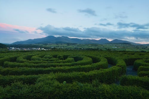 Living Labyrinths: Exploring the Wonders of Thuja Tree Mazes
