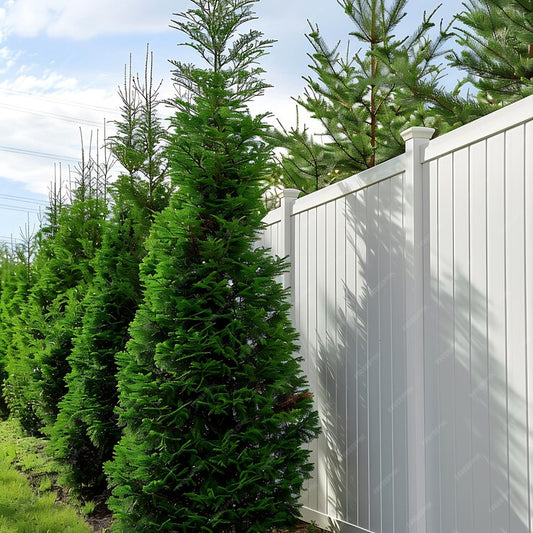 American Pillar Arborvitae For Foundation Planting: A Classic Choice