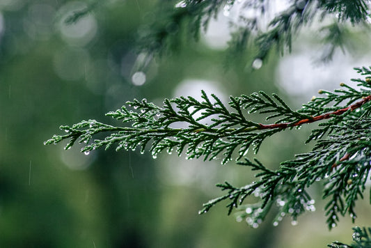 Nurturing Young Thuja Trees: Drought-Resistant Tips for Sapling Success