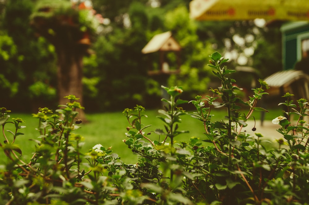 Here's How Thuja Trees Can Enhance Your Outdoor Living Space