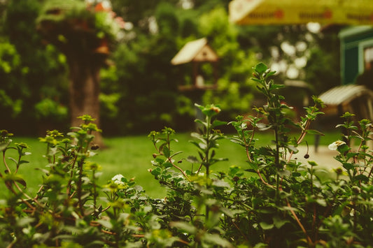 Here's How Thuja Trees Can Enhance Your Outdoor Living Space
