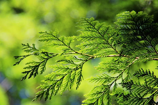 Transform Your Outdoor Space Overnight with Thuja Can Can