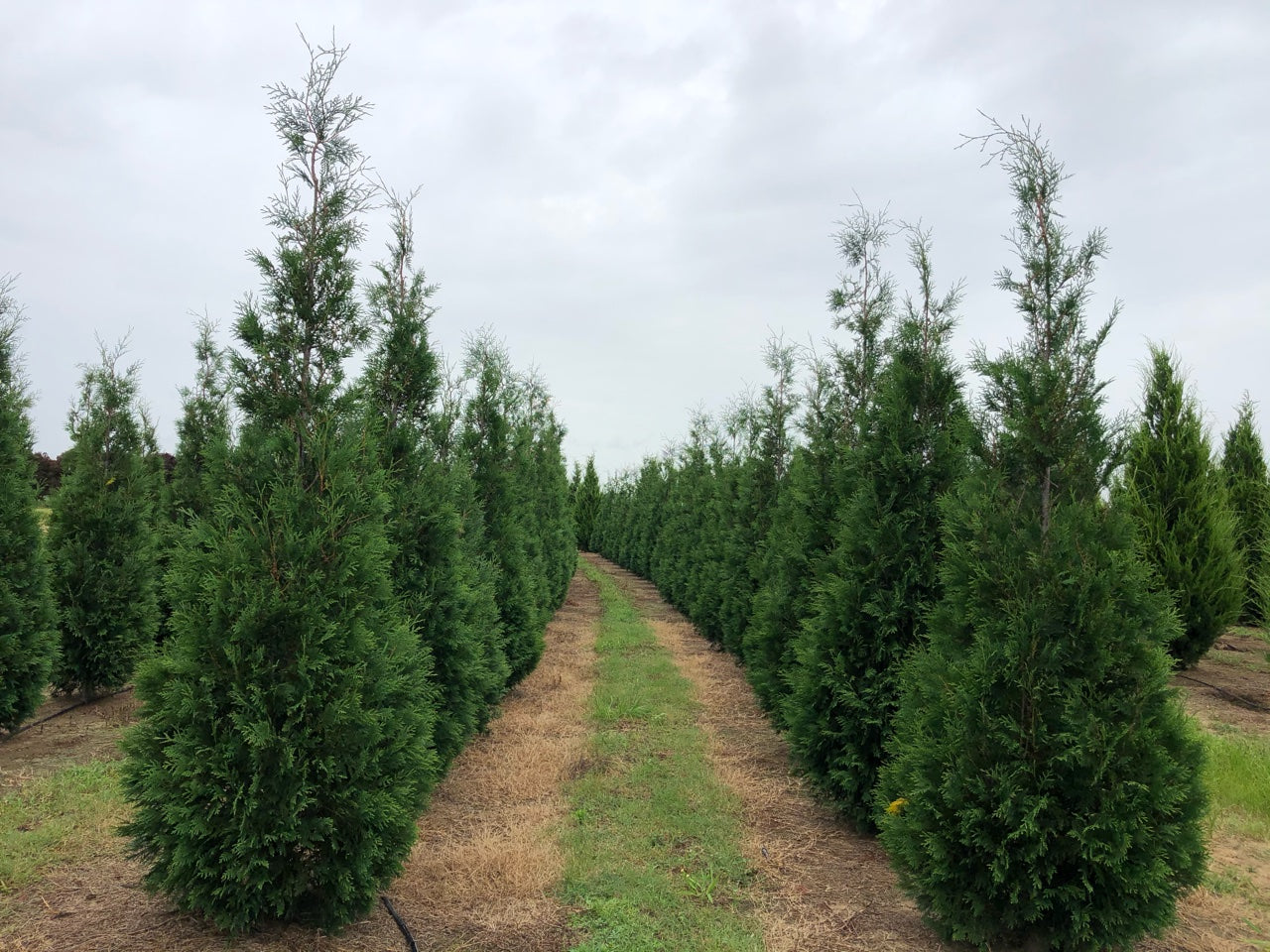 Your Medium-Sized Thuja Privacy Tree