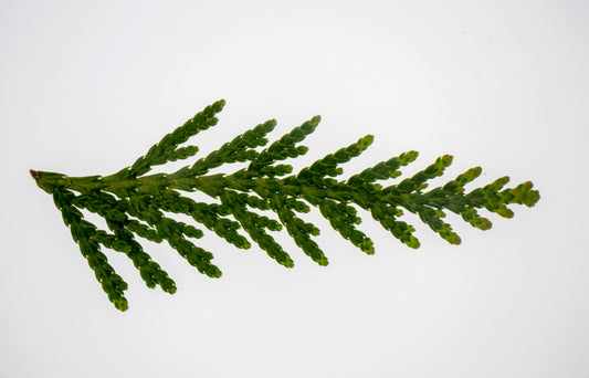 Thuja Trees in Landscape Design: Ideas for Privacy Screens, Hedges & More