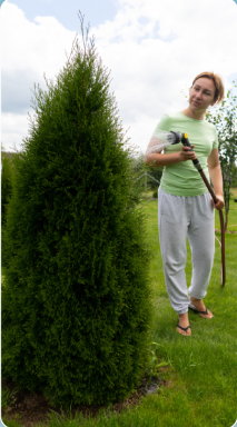 A Guide To Pruning Thuja Green Giants