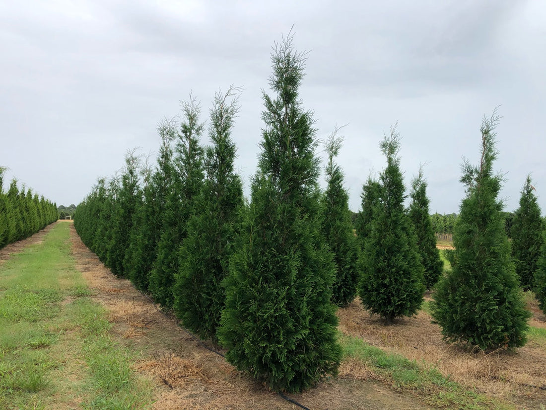 American Pillar Arborvitae and Privacy Fencing: A Natural Alternative