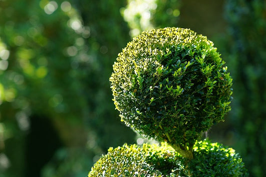 The Secret to a Blooming Garden: Tips for Successful Flower Bed Design