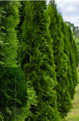 Expert Tips For Planting And Caring For American Arborvitae Trees