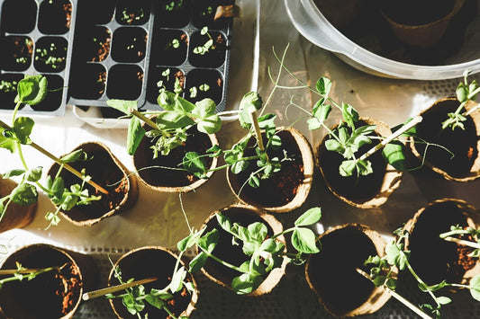 Gardening for Beginners: How to Start Your First Garden from Scratch