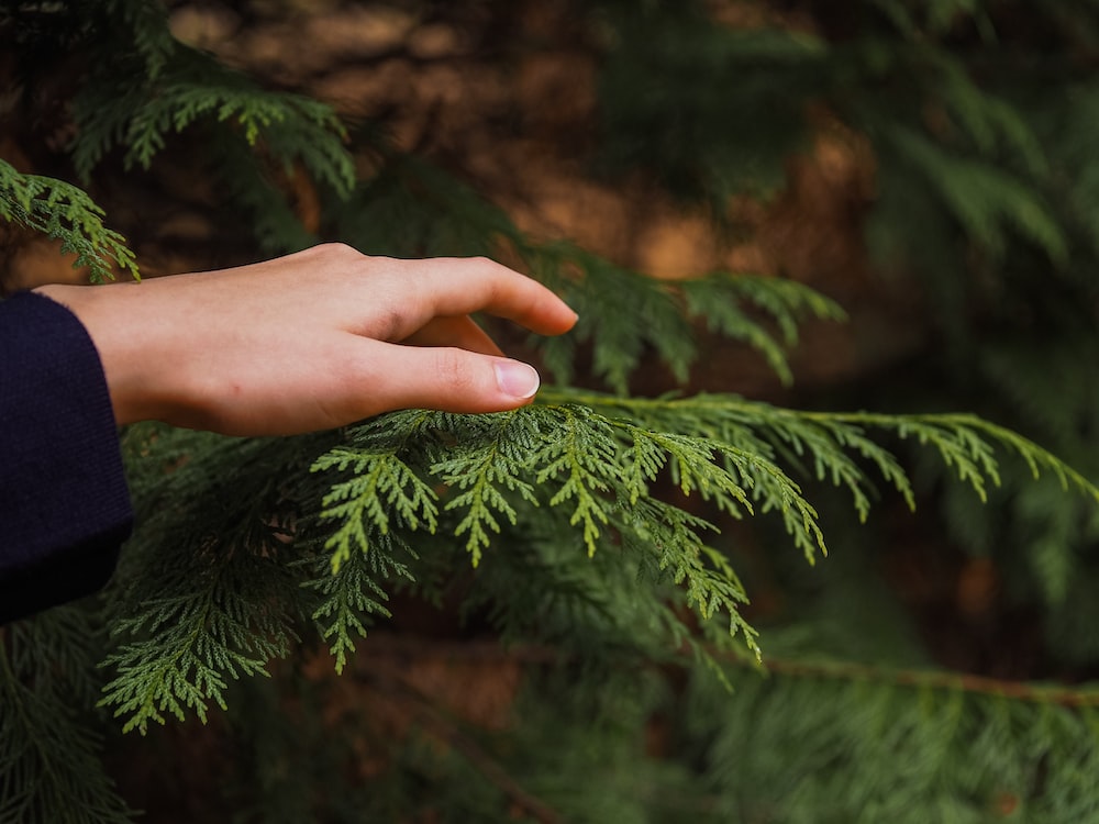 Garden Choreography: How Thuja Can Can Trees Add Flair to Your Outdoor Stage