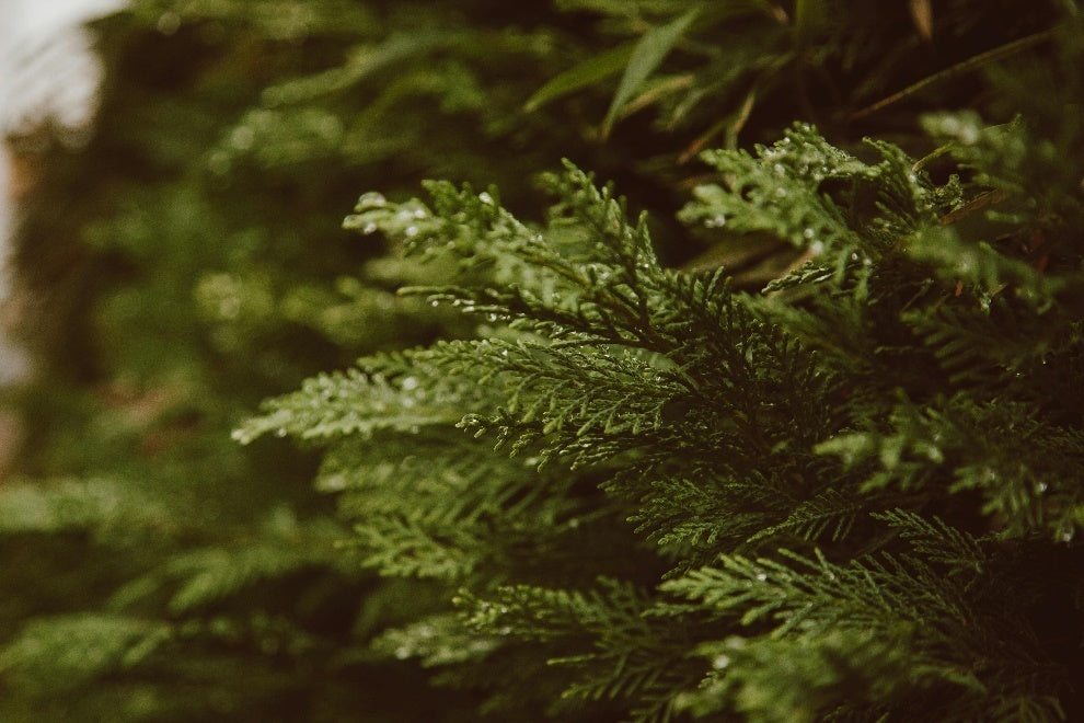 Transform Your Garden with Virginian Arborvitae: Planting and Care Tips