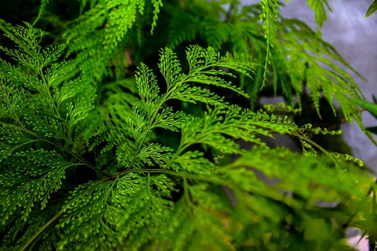 Designing with Dwarf Evergreen Trees: Tips for a Year-Round Green Garden
