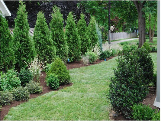 Solving Common Arborvitae Challenges: Wisdom from the Experts