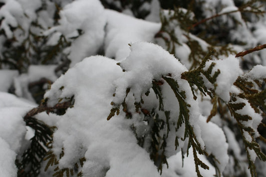 The Secret Life of Thuja Can Can: Discoveries from My Garden