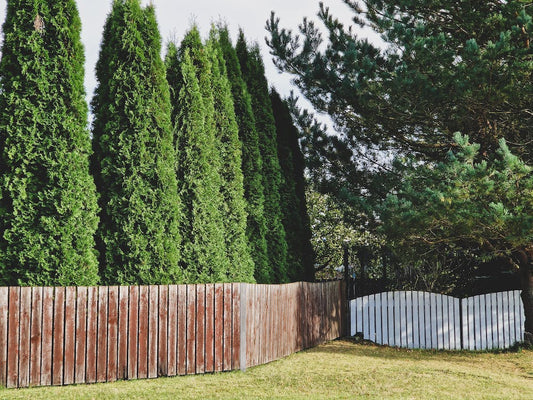 American Pillar Arborvitae: The Fast-Growing Privacy Screen You Need