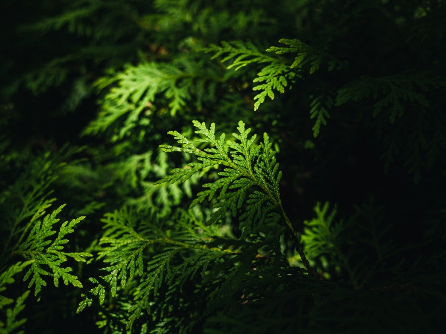 A Symphony of Green and White: Understanding Variegation in Thuja Can Can