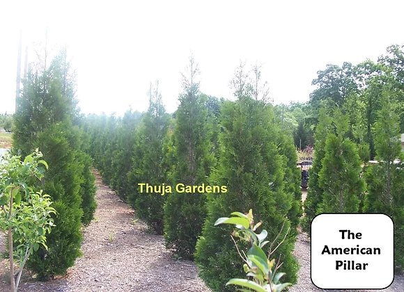 Seasonal Care Tips for Your Thuja Garden