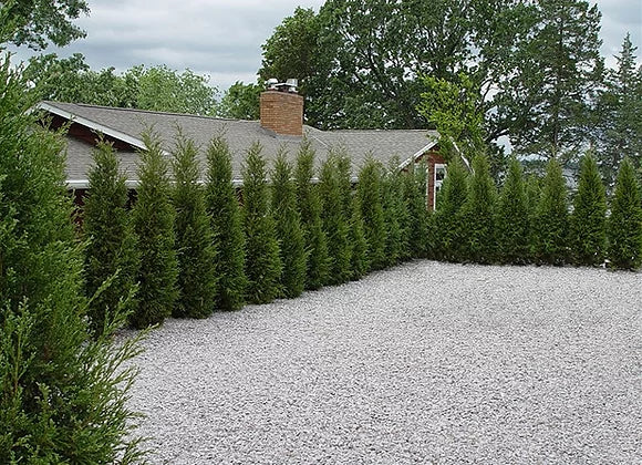 The History and Origins of Thuja Trees in Horticulture