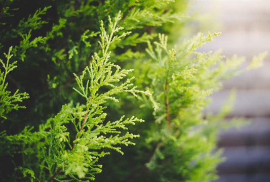Disease Prevention and Arborvitae Health: Best Practices