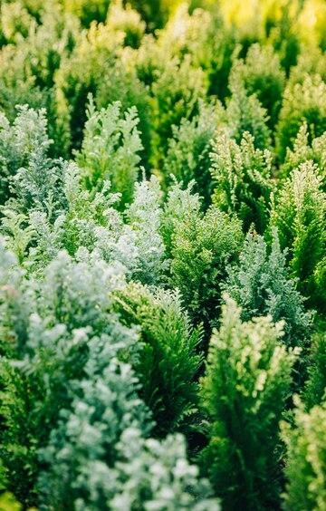 Thuja Trivia: Fun Facts About Your Favorite Evergreens