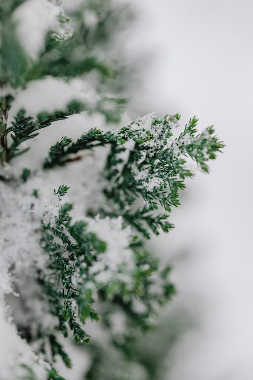 Thuja Tree Seedlings: Thriving in Drought and Conquering Winter Woes