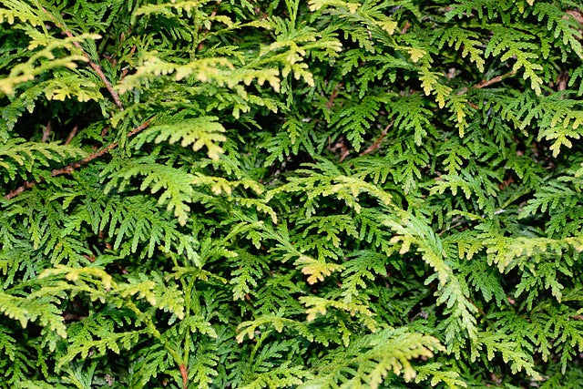 Beyond the Blooms: Exploring the Healing Power of Trees and Plants and Their Therapeutic Benefits