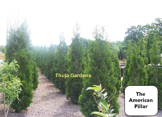 Do You Want To Add A Fast-Growing And Long-Lasting Shrub To Your Yard? If So, Plant American Pillar Arborvitaes