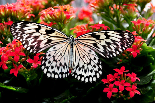 Creating a Butterfly-Friendly Garden: Plants and Practices to Attract Pollinators