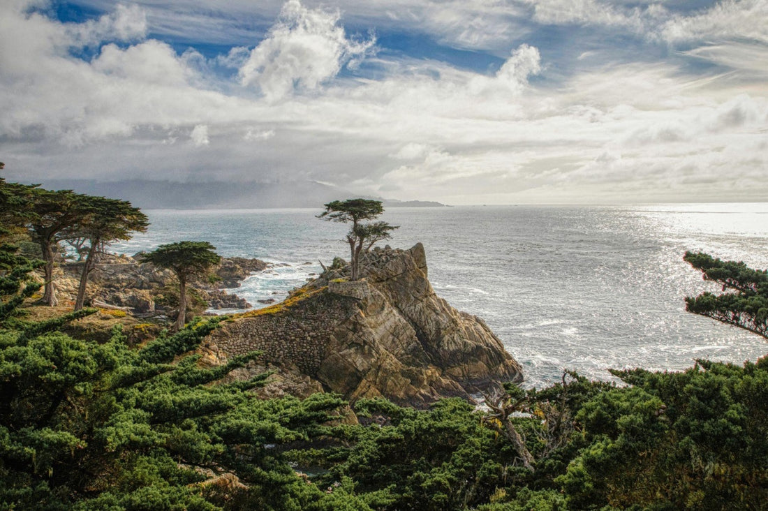 Thuja Trees for Coastal Gardens: Salt-Tolerant Varieties and Care