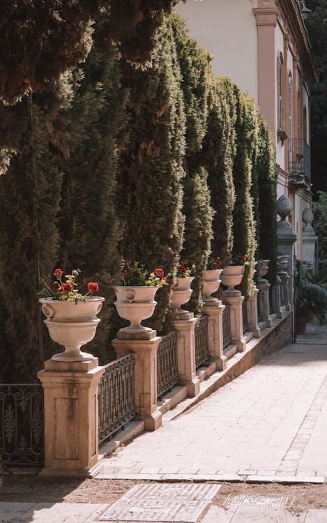 American Pillar Arborvitae For Foundation Planting: A Classic Choice