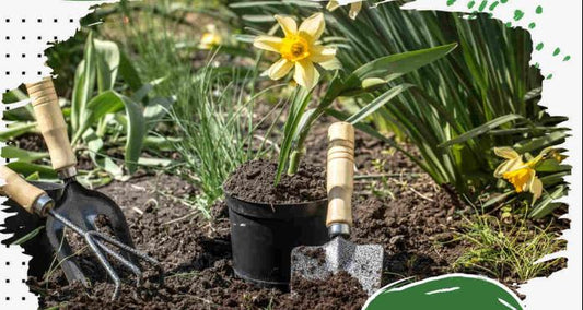 Gardening For Beginners: How To Start Your First Garden From Scratch