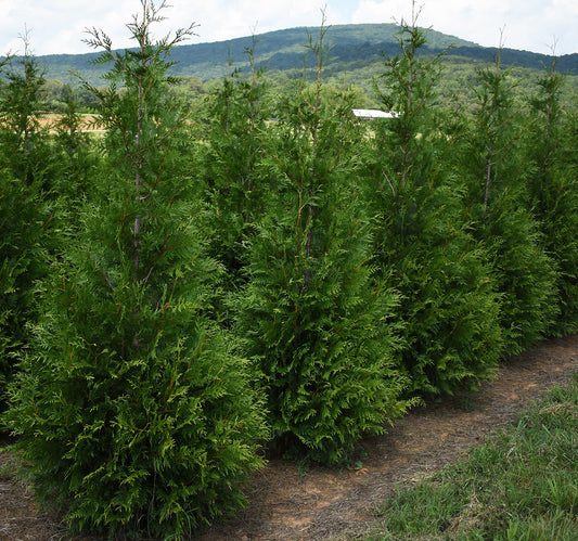 Winterizing Your Thuja Saplings: Essential Tips for Cold-Weather Care