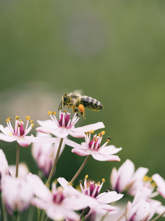 The Best Colors to Attract Pollinators to Your Garden