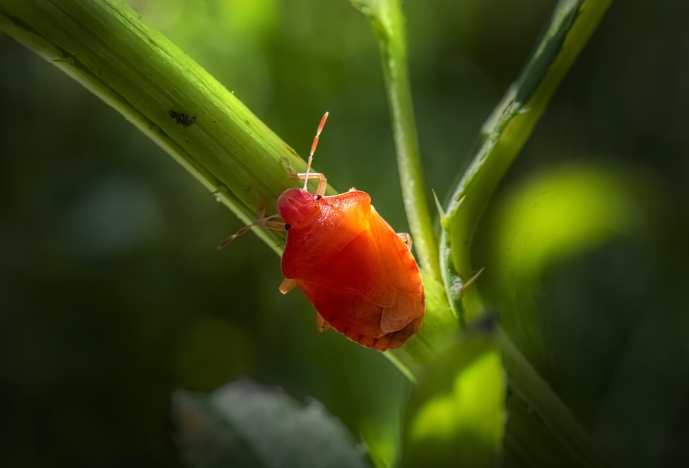 a plant pest