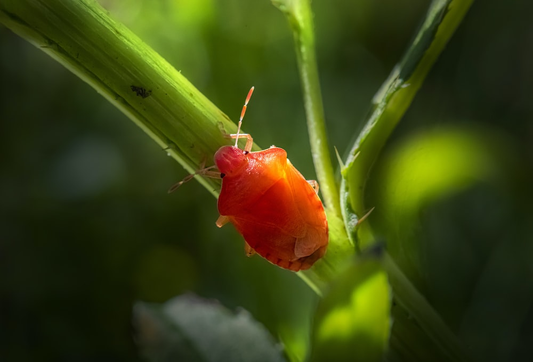 a plant pest