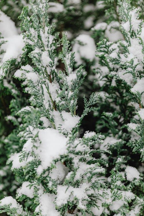 Thuja And Winter Interest: Adding Beauty To Your Cold-Weather Landscape