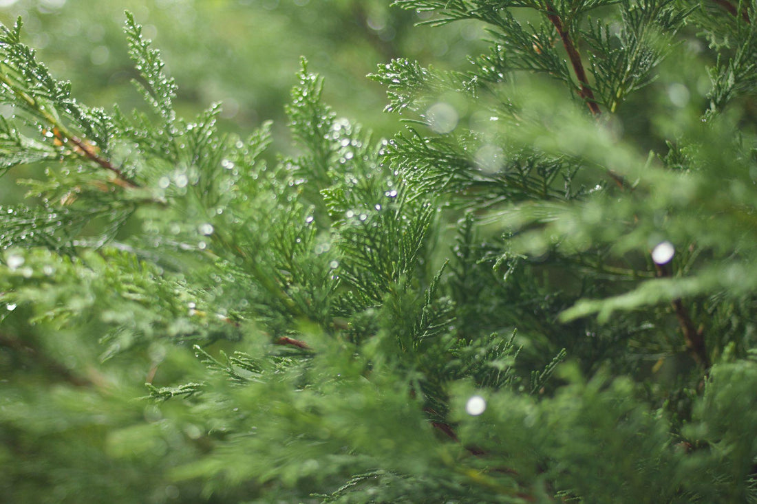 Thuja Trivia: 10 Surprising Facts About These Beloved Evergreens
