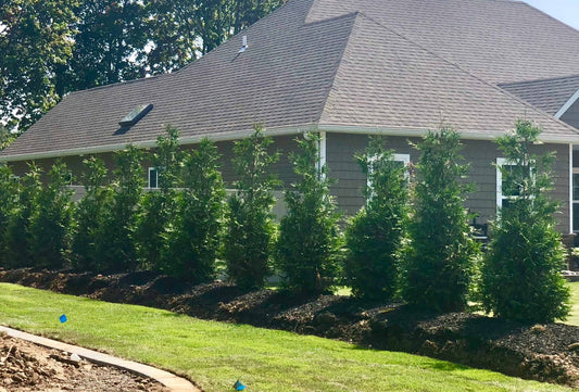 Need A Smaller Privacy Tree - Is There A Dwarf Thuja Tree