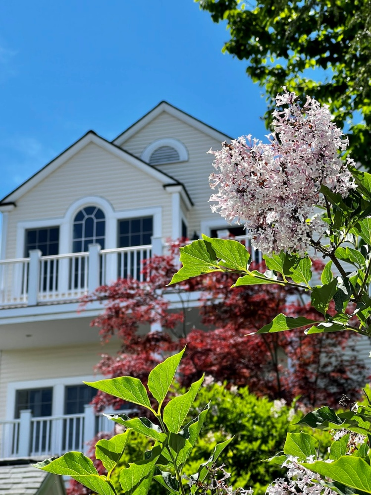 Your Complete Guide to Low Maintenance Trees That Enhance Your Home’s Curb Appeal