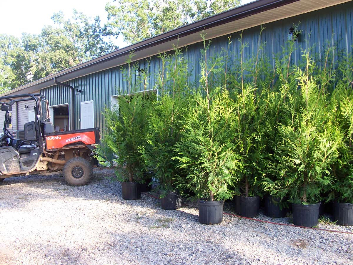 Thuja Green Giant Privacy Tree | Thuja Gardens
