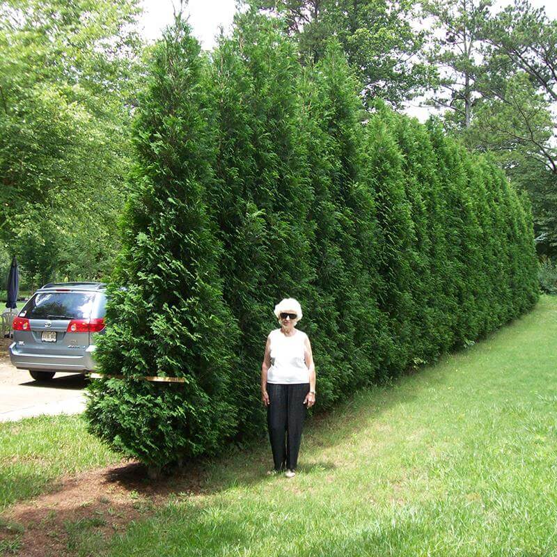 Thuja Trees