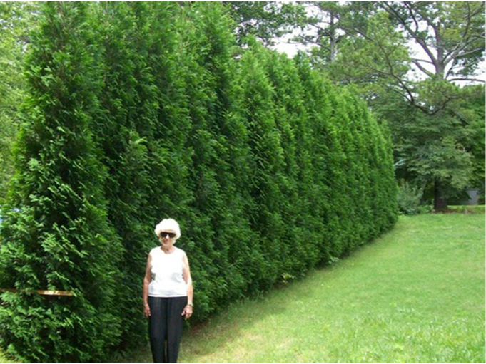 A person standing in front of a hedge of American Pillar Arborvitae trees.