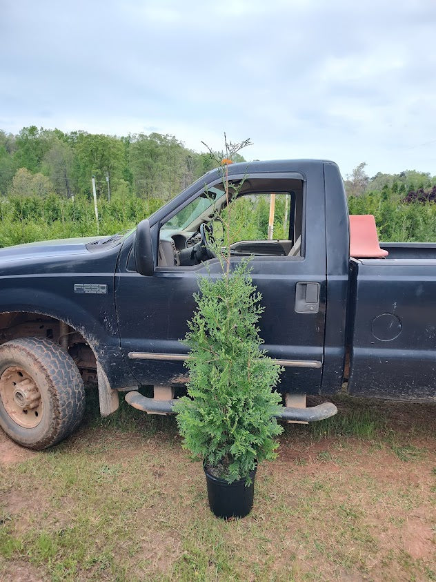 Wholesale American Pillar Arborvitae
