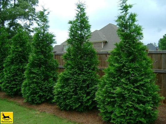  Thuja green giant trees planted in a roll to create pivacy