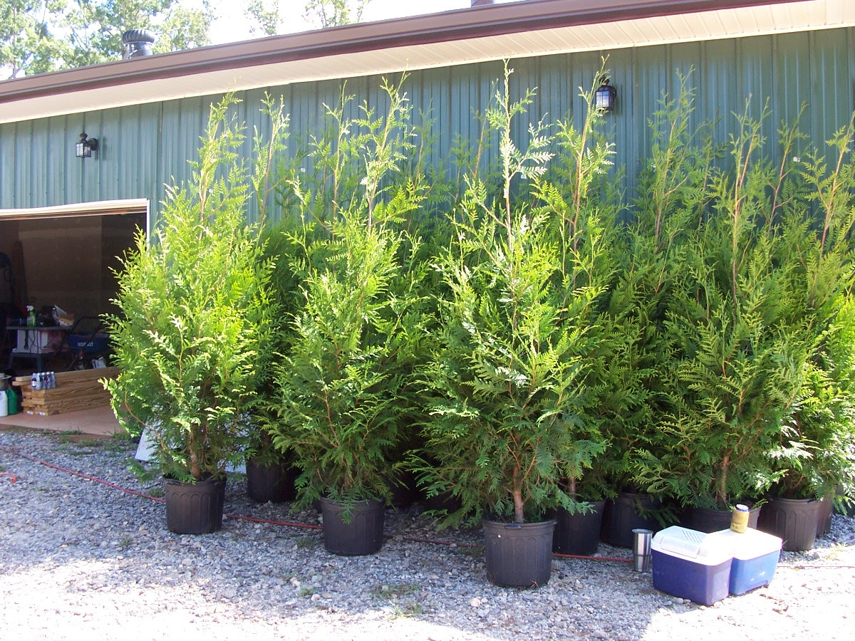 Row of potted trees in front of a green building