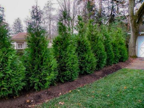 Gentle Giant Arborvitae