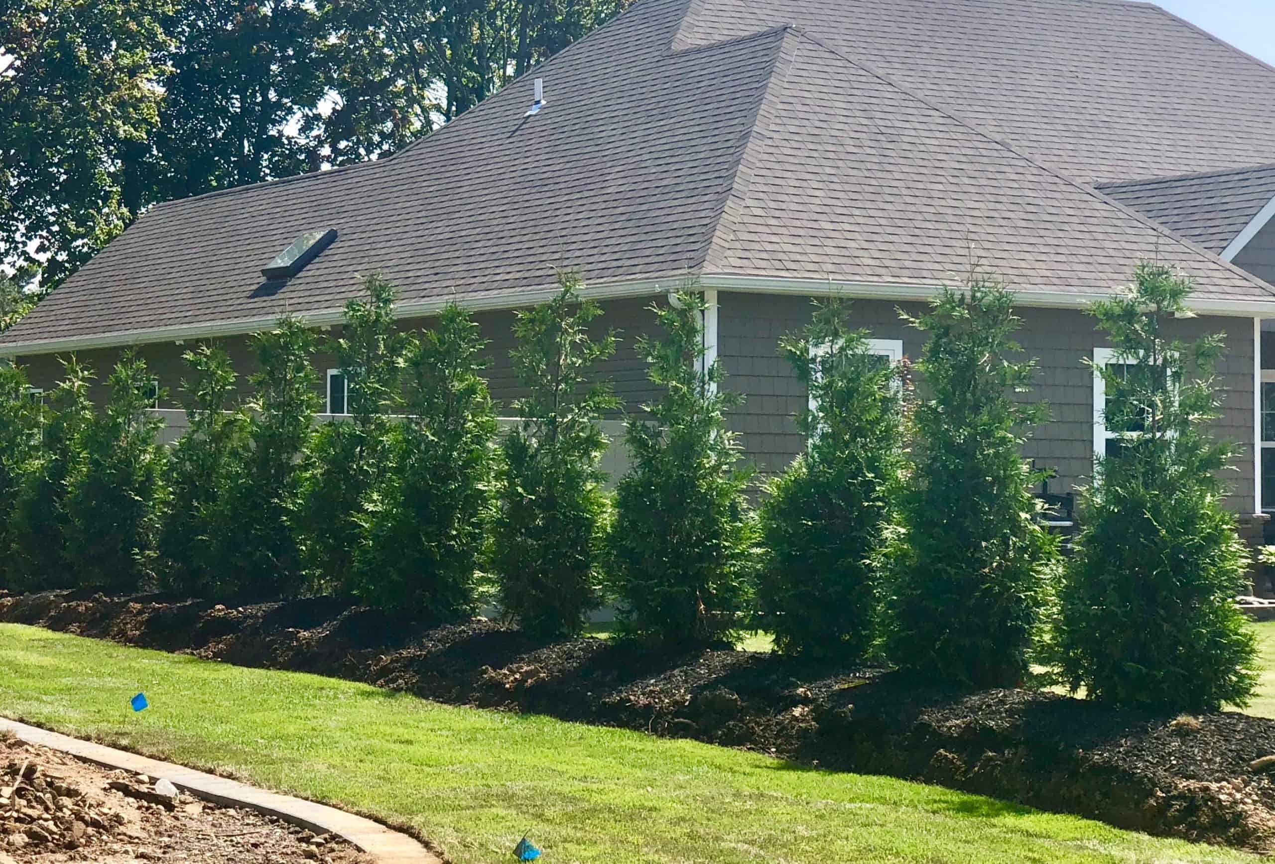 Gentle Giant Arborvitae