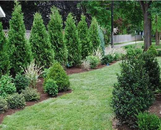 A garden with Thuja Can Can